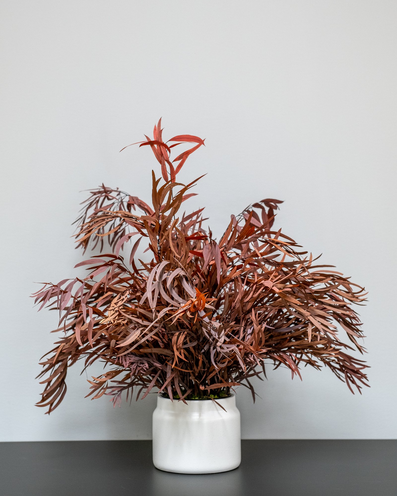 Krukväxter Eucalyptus Nicoli 5 Krukväxter Eucalyptus Nicoli - Bild 5