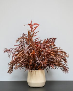 Krukväxter Eucalyptus Nicoli 21 Krukväxter Eucalyptus Nicoli - Bild 10