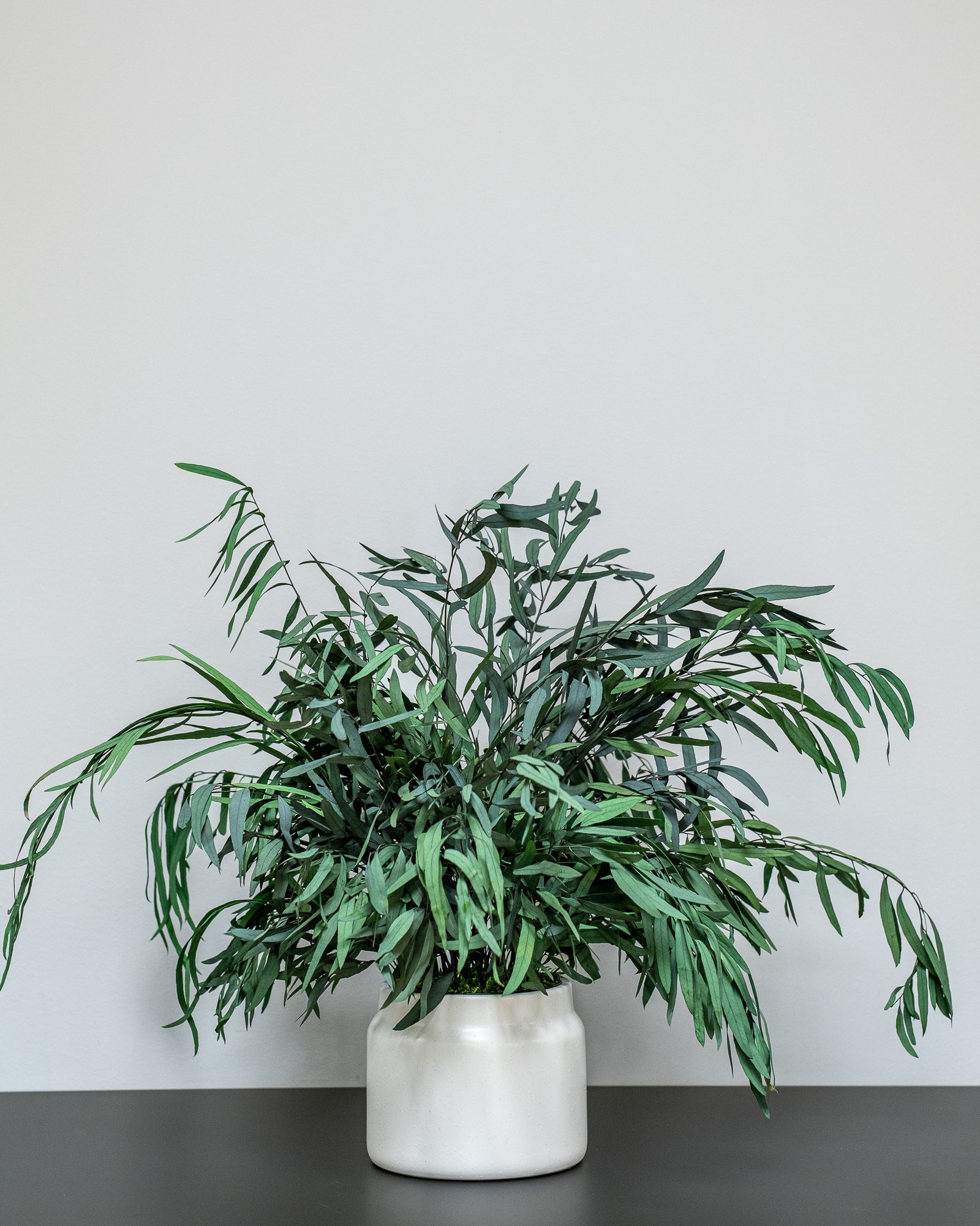 Krukväxter Eucalyptus Nicoli 6 Krukväxter Eucalyptus Nicoli - Bild 6