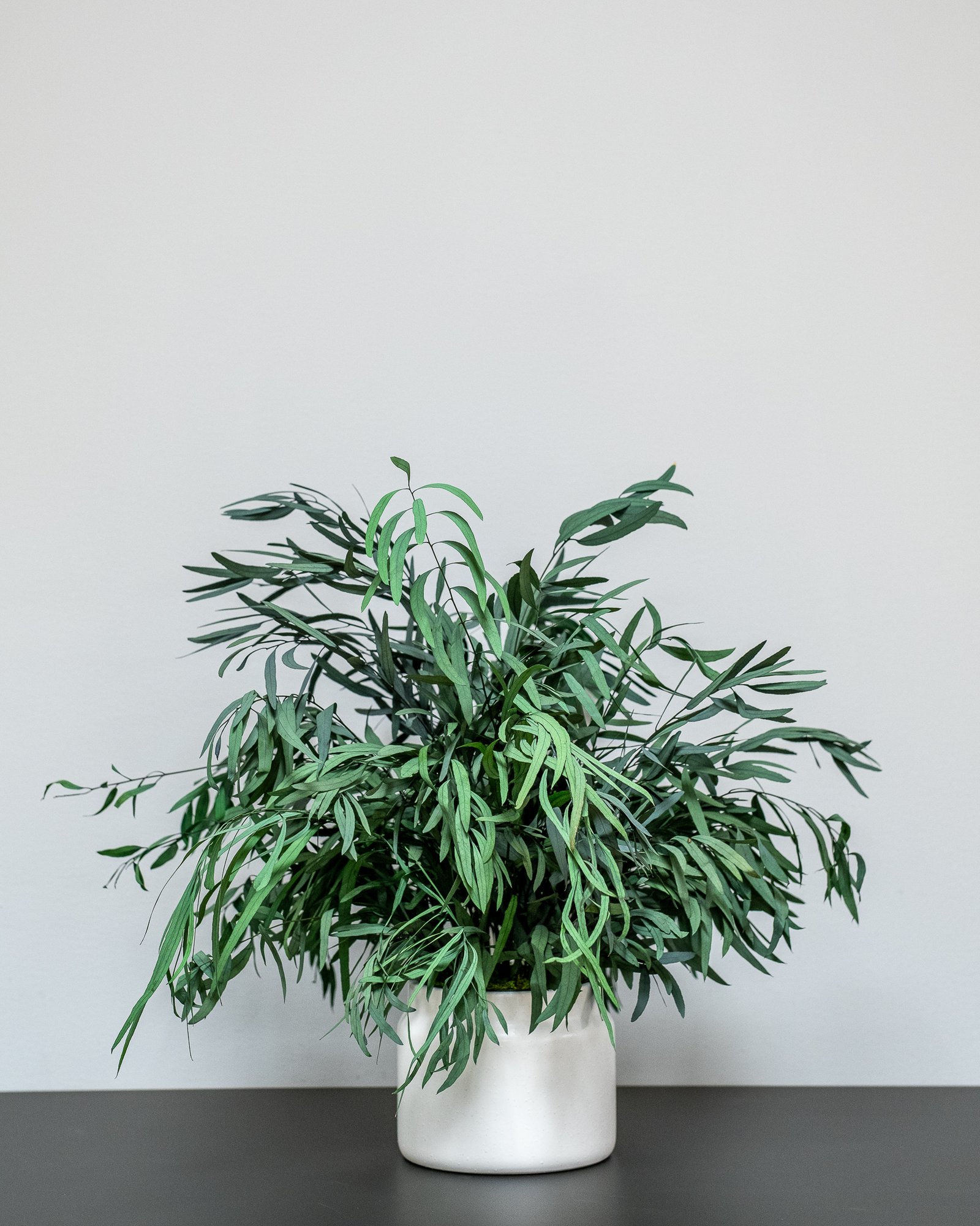 Krukväxter Eucalyptus Nicoli 1 Krukväxter Eucalyptus Nicoli