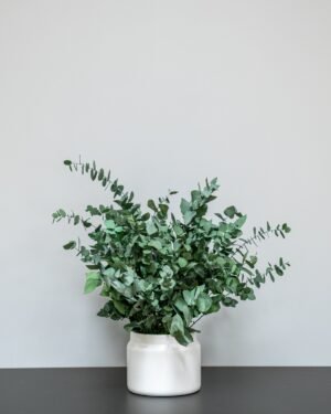 Underhållsfri Krukväxt Eucalyptus Stuartiana - Bild 4