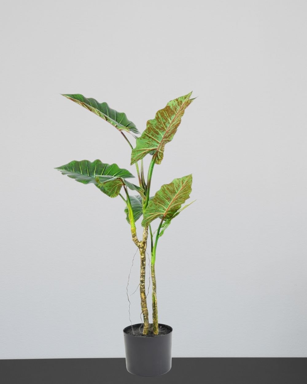 Konstväxt Colocasia träd - Med Plastkruka 2 Konstväxt Colocasia