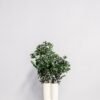 Pittosporum - Konserverade Växter