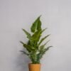 Konstgjord Alocasia krukväxt