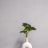 Konstväxt Caladium