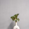 Konstväxt Caladium Thai