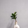 Konstväxt Ficus Obliqua