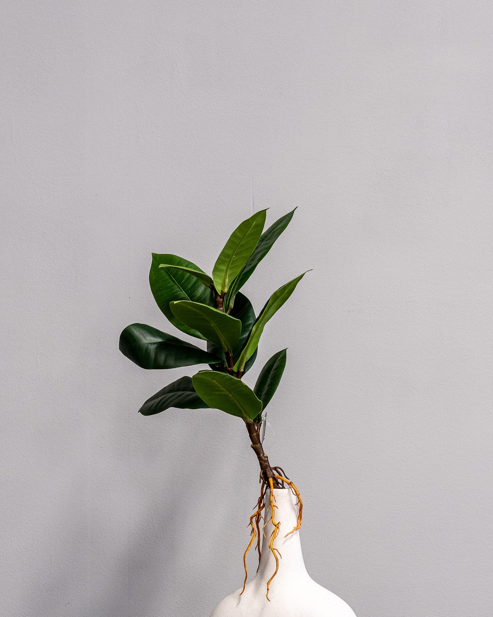 Konstväxt Ficus Obliqua - 35x23 cm Flexibel Växtdekoration 2 Konstväxt Ficus Obliqua