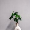 Konstväxt Monstera