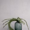 Konstväxt Pilea bukett 