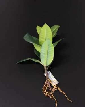 Konstväxt Ficus Obliqua - 35x23 cm Flexibel Växtdekoration 7 Konstväxt Ficus Obliqua
