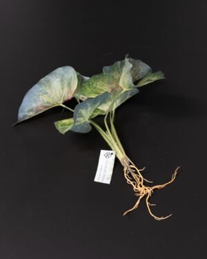 Konstväxt Caladium - 30 cm Flexibel Bladslinga 5 Konstväxt Caladium