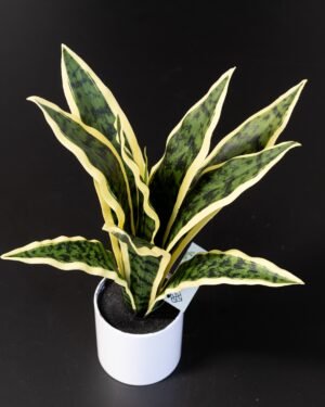 Konstgjord Sansevieria i Keramik kruka