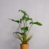 Alocasia cucullata krukväxt