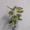 Konstgjord Caladium krukväxt