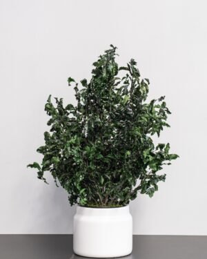 Krukväxt konserverade Pittosporum