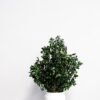 Krukväxt konserverade Pittosporum