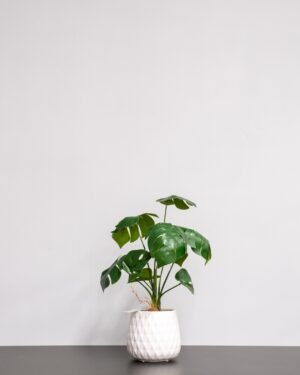 monstera