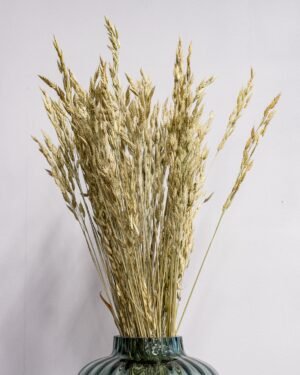 Råglosta (Bromus secalinus) – Torkad, Naturfärgad, 60 cm - Bild 5