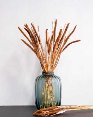 Durrasläktet, Sorghum  Torkade Blommor - Bild 6