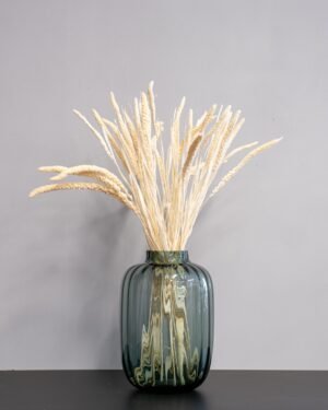 Durrasläktet, Sorghum  Torkade Blommor - Bild 5