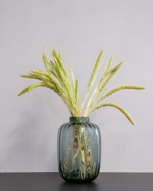 Durrasläktet, Sorghum  Torkade Blommor - Bild 8