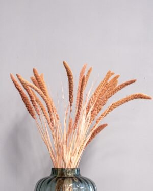 Durrasläktet, Sorghum  Torkade Blommor - Bild 12