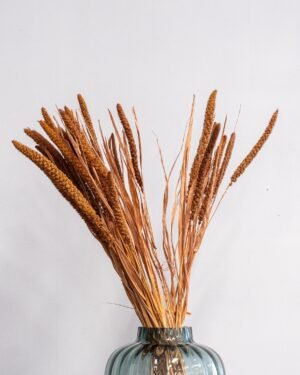 Durrasläktet, Sorghum  Torkade Blommor - Bild 7