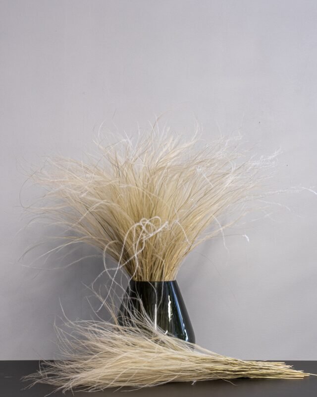 Torkade Blommor Trend 2026 – Färger, Former & Populära Stilar Stipa penata super 3