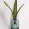 Palmgräs