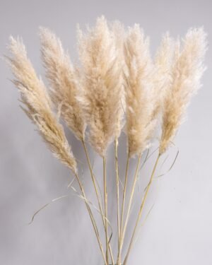 Fluffigt Pampasgräs Super – Imponerande Evighetsgräs (110–120 cm) - Bild 4