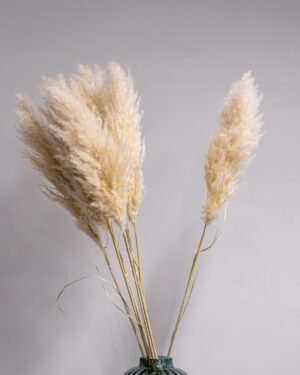 Fluffigt Pampasgräs Super – Imponerande Evighetsgräs (110–120 cm) - Bild 7
