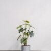 Filodendron krukväxt