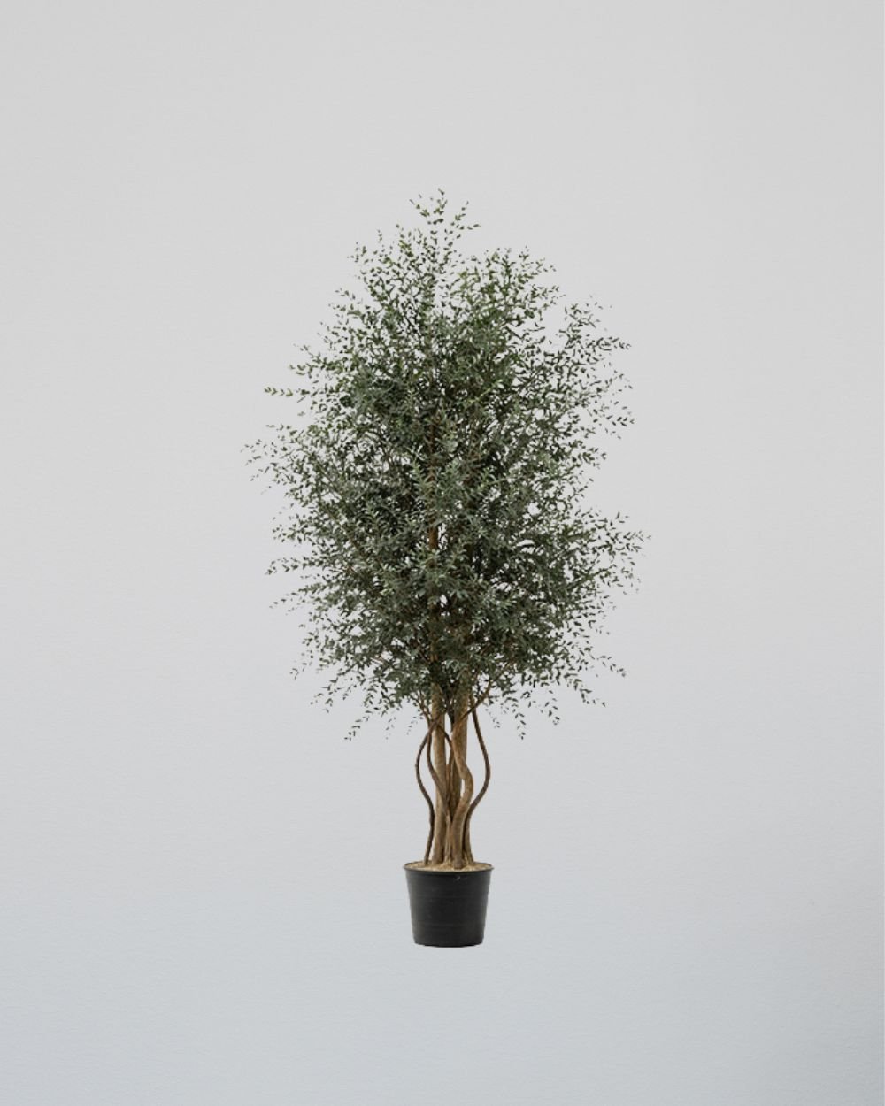 Konserverat Eukalyptusträd - Parvifolia – Slim – naturligt grönt utan skötsel 5 Parvifolia
