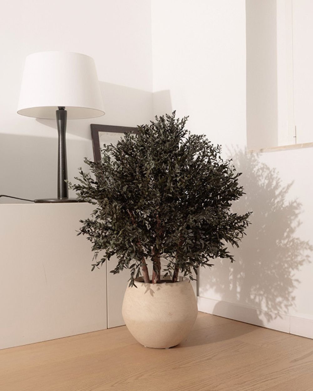 Konserverat Eukalyptusträd - Parvifolia – Buskträd – naturligt grönt utan skötsel 3 Konserverat Eukalyptusträd - Parvifolia – Buskträd – naturligt grönt utan skötsel - Bild 3