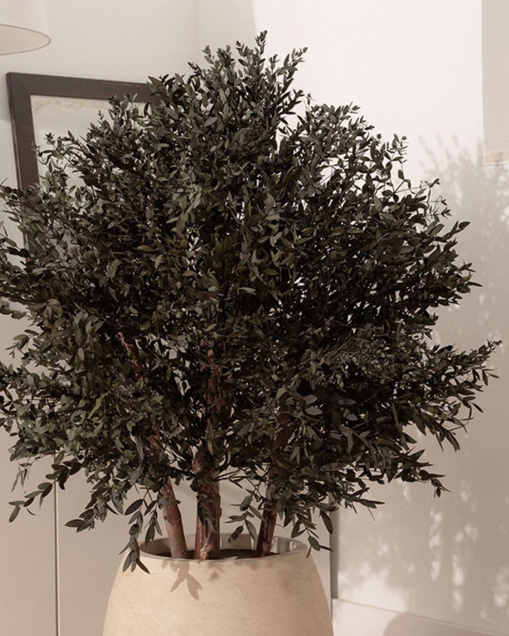 Konserverat Eukalyptusträd - Parvifolia – Buskträd – naturligt grönt utan skötsel 2 Konserverat Eukalyptusträd - Parvifolia – Buskträd – naturligt grönt utan skötsel - Bild 2