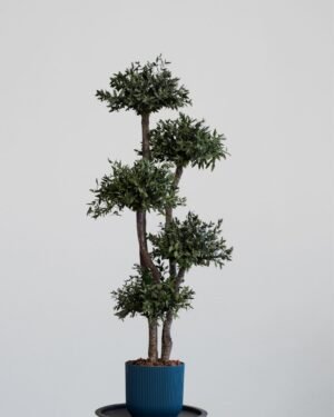 Konserverat Eukalyptusträd - Parvifolia – Krona (5st) – naturligt grönt utan skötsel 5 Konserverat Eukalyptusträd Parvifolia