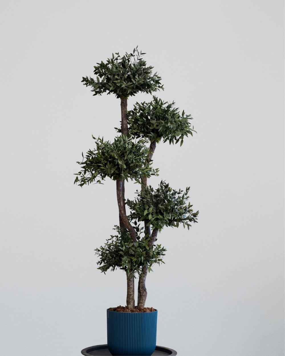 Konserverat Eukalyptusträd - Parvifolia – Krona (5st) – naturligt grönt utan skötsel 3 Konserverat Eukalyptusträd Parvifolia